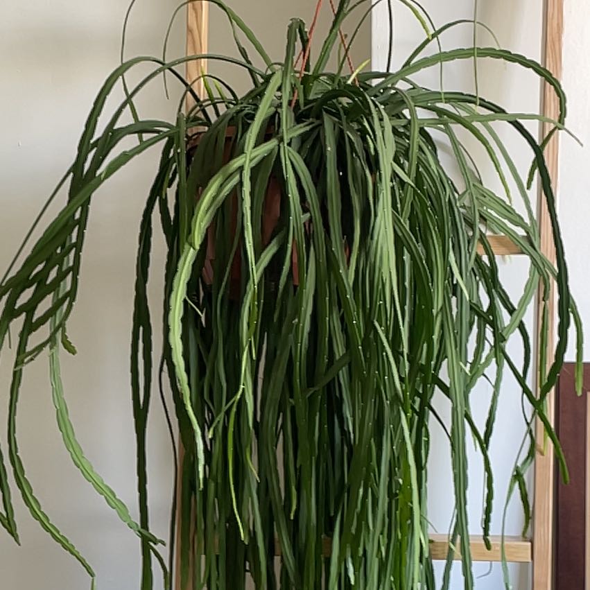 Photo of the plant species Forest Cactus by @MellowApple named Shakira on Greg, the plant care app