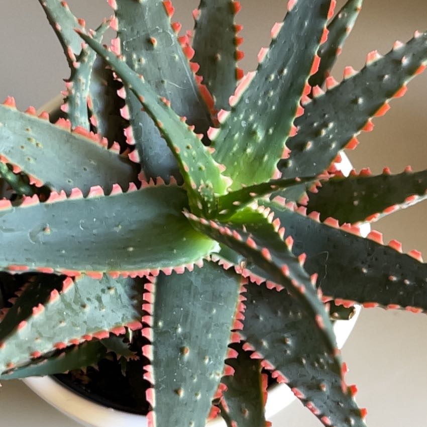 Aloe 'Christmas Sleigh' plant with red-edged leaves in a white pot.