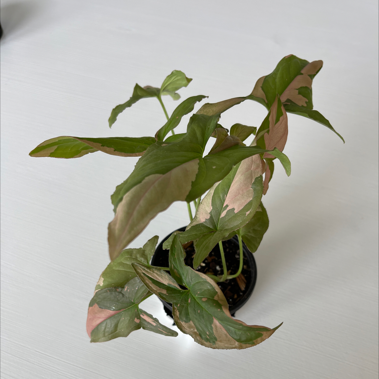 Pink Splash Arrowhead Vine with some browning and curling leaves in a small pot.