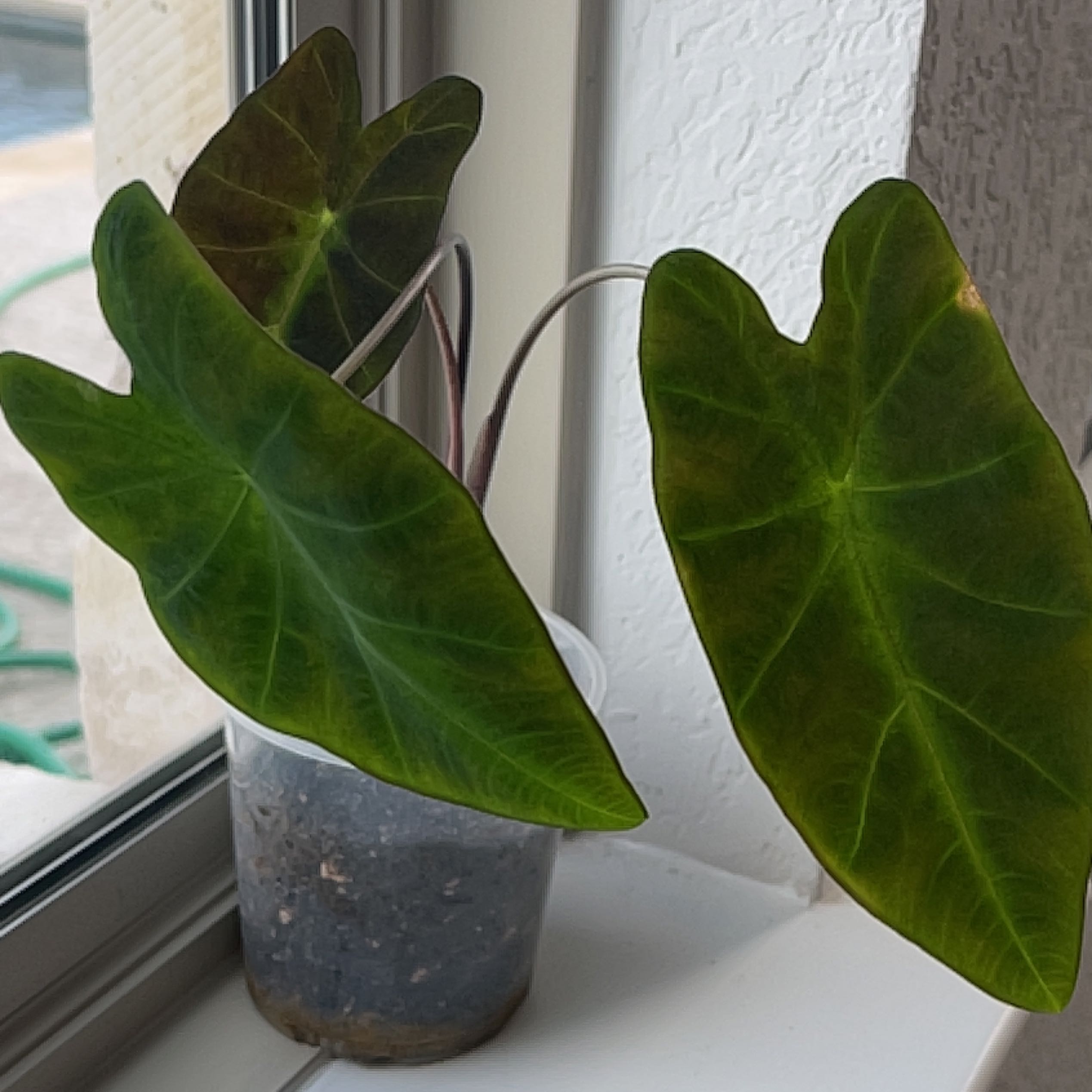 Colocasia 'Black Beauty' plant with three large, dark green leaves in a transparent pot.