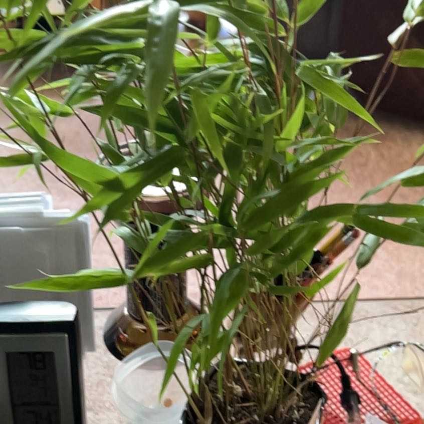 Photo of the plant species Hardy Bamboo by @JoyousRedtree named Laurel and on Greg, the plant care app