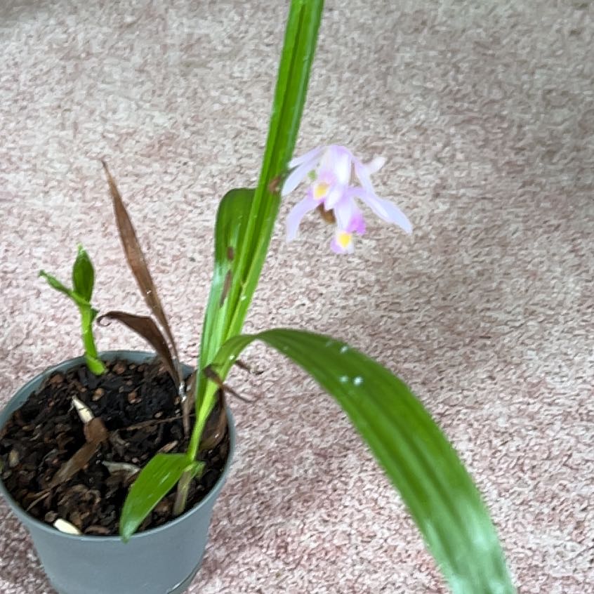 Photo of the plant species Chinese ground orchid by @JoyousRedtree named Mai Ling on Greg, the plant care app