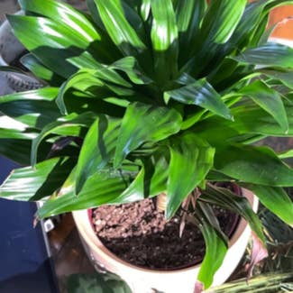 Dracaena 'Janet Craig Compacta' plant in Greenfield, Wisconsin