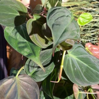 Philodendron Micans plant in Greenfield, Wisconsin