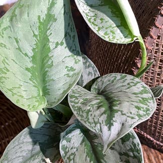 Satin Pothos plant in Greenfield, Wisconsin