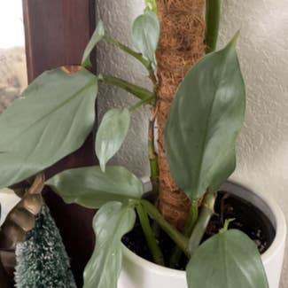 Silver Sword Philodendron plant in Greenfield, Wisconsin