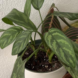 Chinese Evergreen plant in Greenfield, Wisconsin