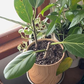 Audrey Ficus plant in Greenfield, Wisconsin