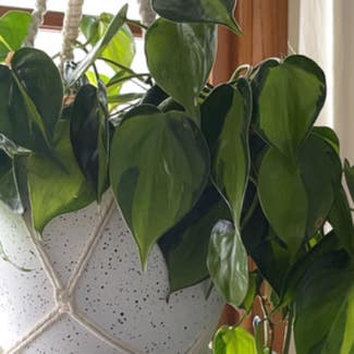 Philodendron Brasil plant in Greenfield, Wisconsin