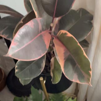 Ficus 'Ruby' plant in Greenfield, Wisconsin