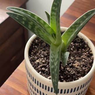 Tiger Aloe plant in Greenfield, Wisconsin