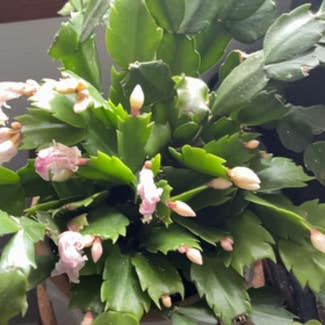 False Christmas Cactus plant in Greenfield, Wisconsin