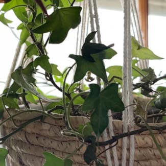 English Ivy plant in Greenfield, Wisconsin