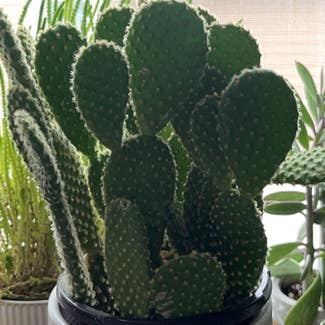 Bunny Ears Cactus plant in Greenfield, Wisconsin