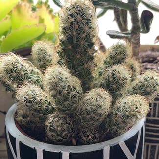 Lady Finger Cactus plant in Greenfield, Wisconsin