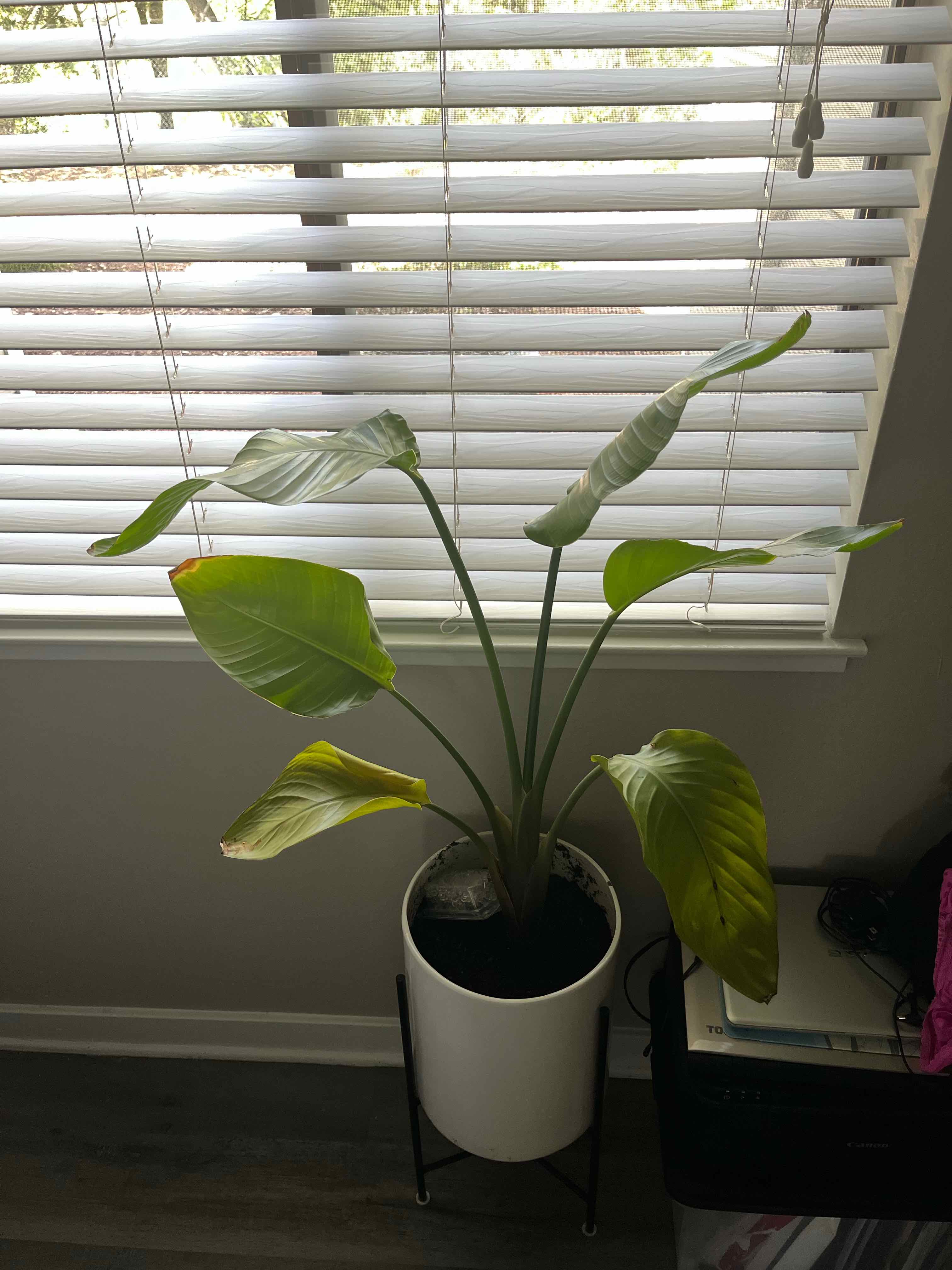 Bird of Paradise plant in a white pot near a window, with some yellowing and browning leaves.