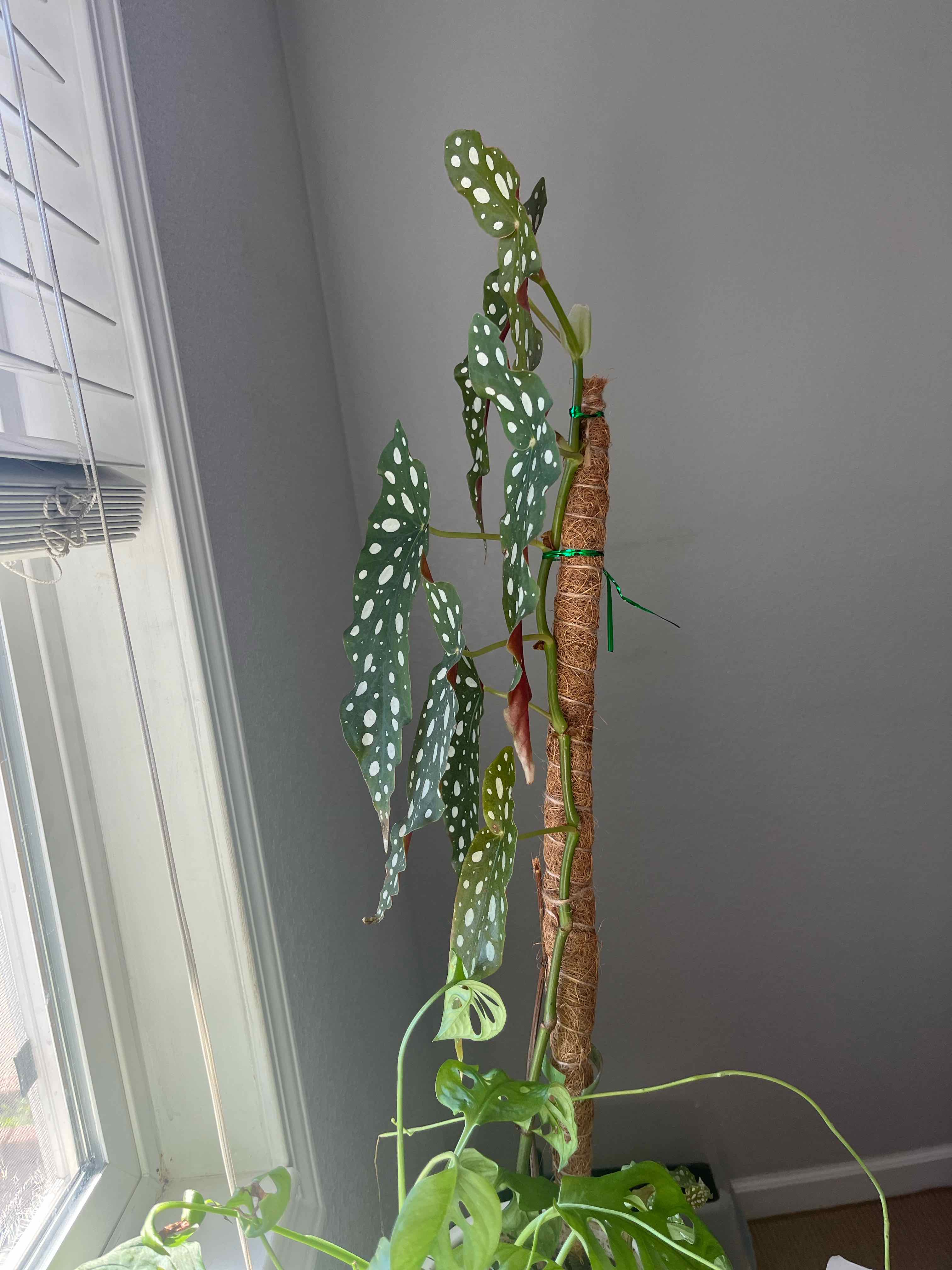 Polka Dot Begonia plant with white-spotted leaves supported by a stake near a window.