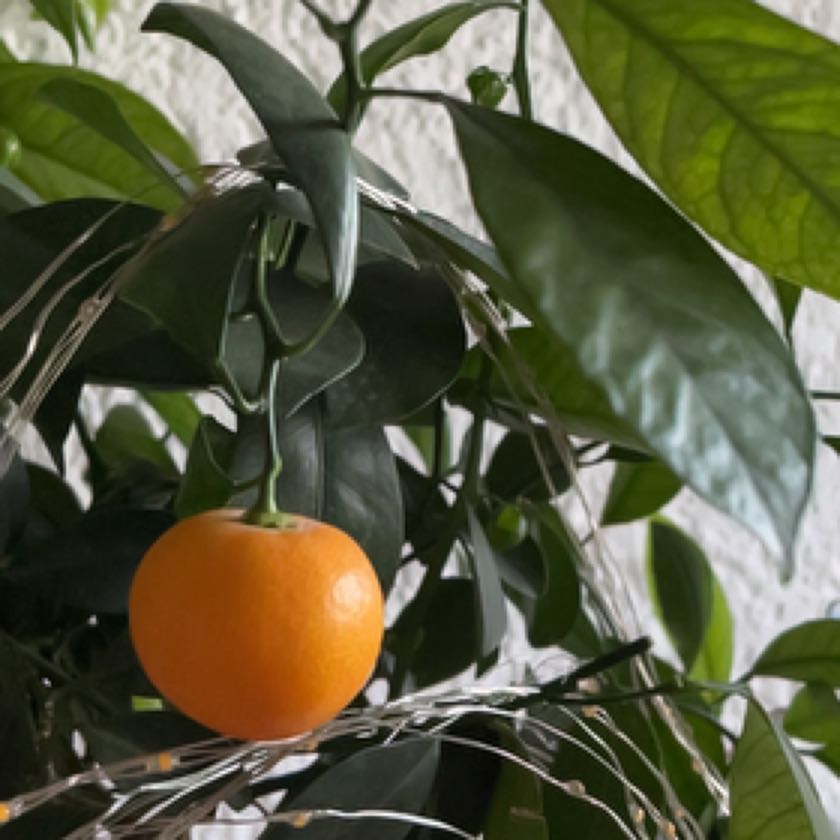 Photo of the plant species Meyer Lemon Tree by @HospitableBasil named Einstein on Greg, the plant care app
