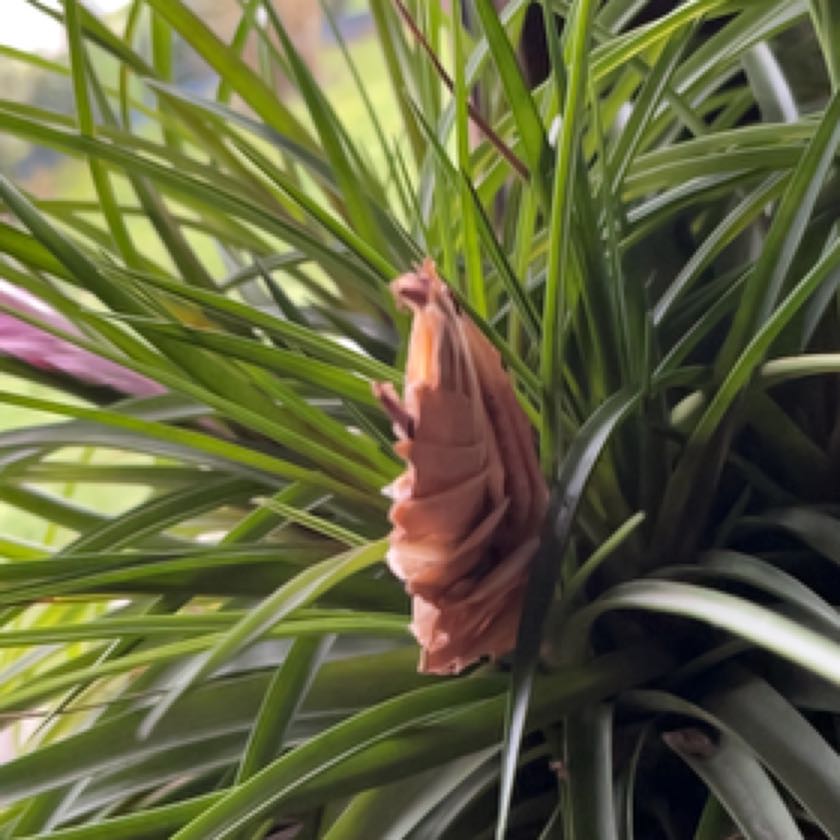 Photo of the plant species Pink Quill Plant by @HospitableBasil named Lebron on Greg, the plant care app