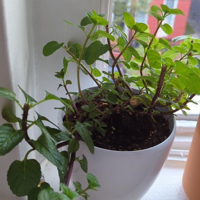 Photo of the plant species Berries and Cream Mint by @FoxyMedeola named Gobi on Greg, the plant care app
