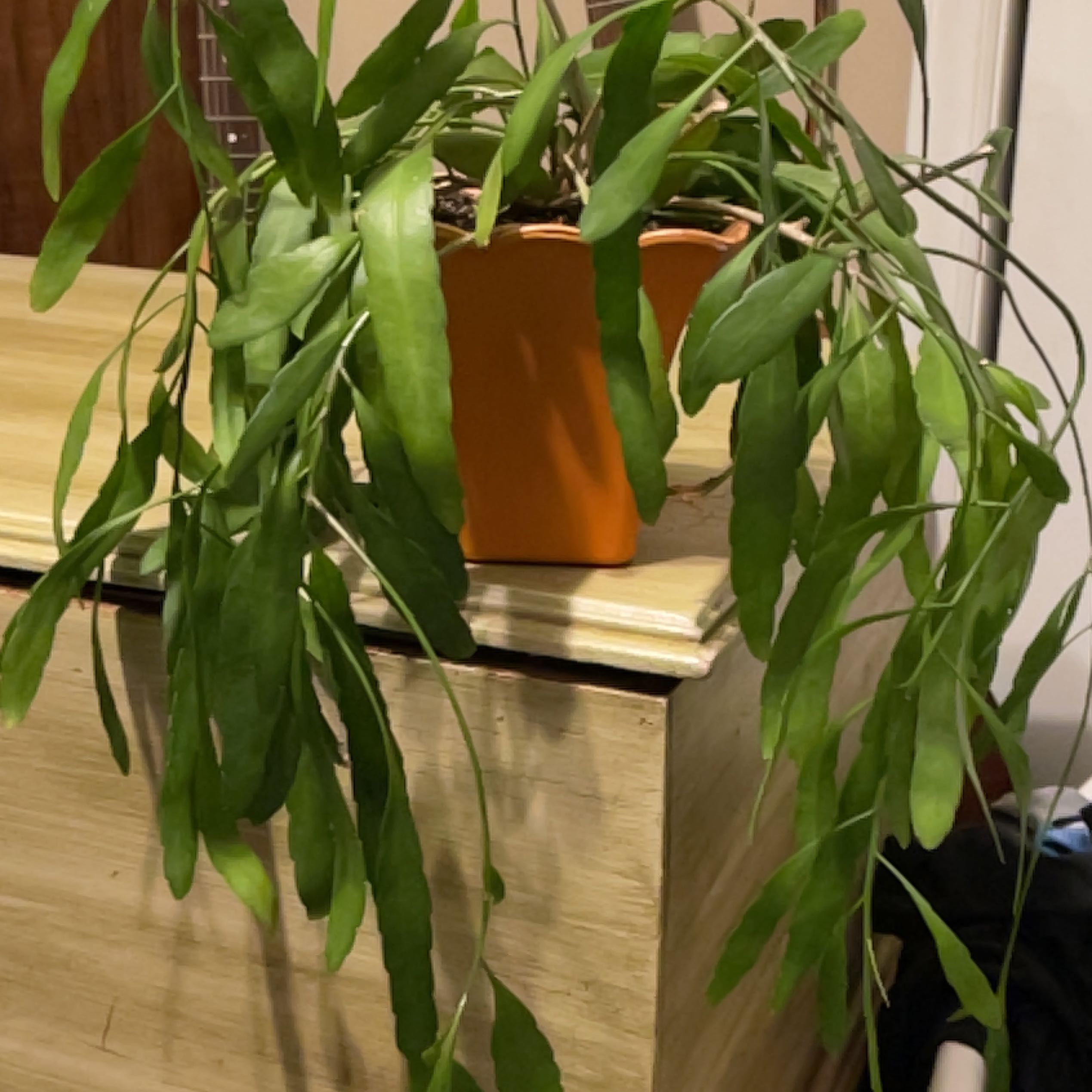 Photo of the plant species Red Coral Rhipsalis by @LightFraserfir named Darwin on Greg, the plant care app