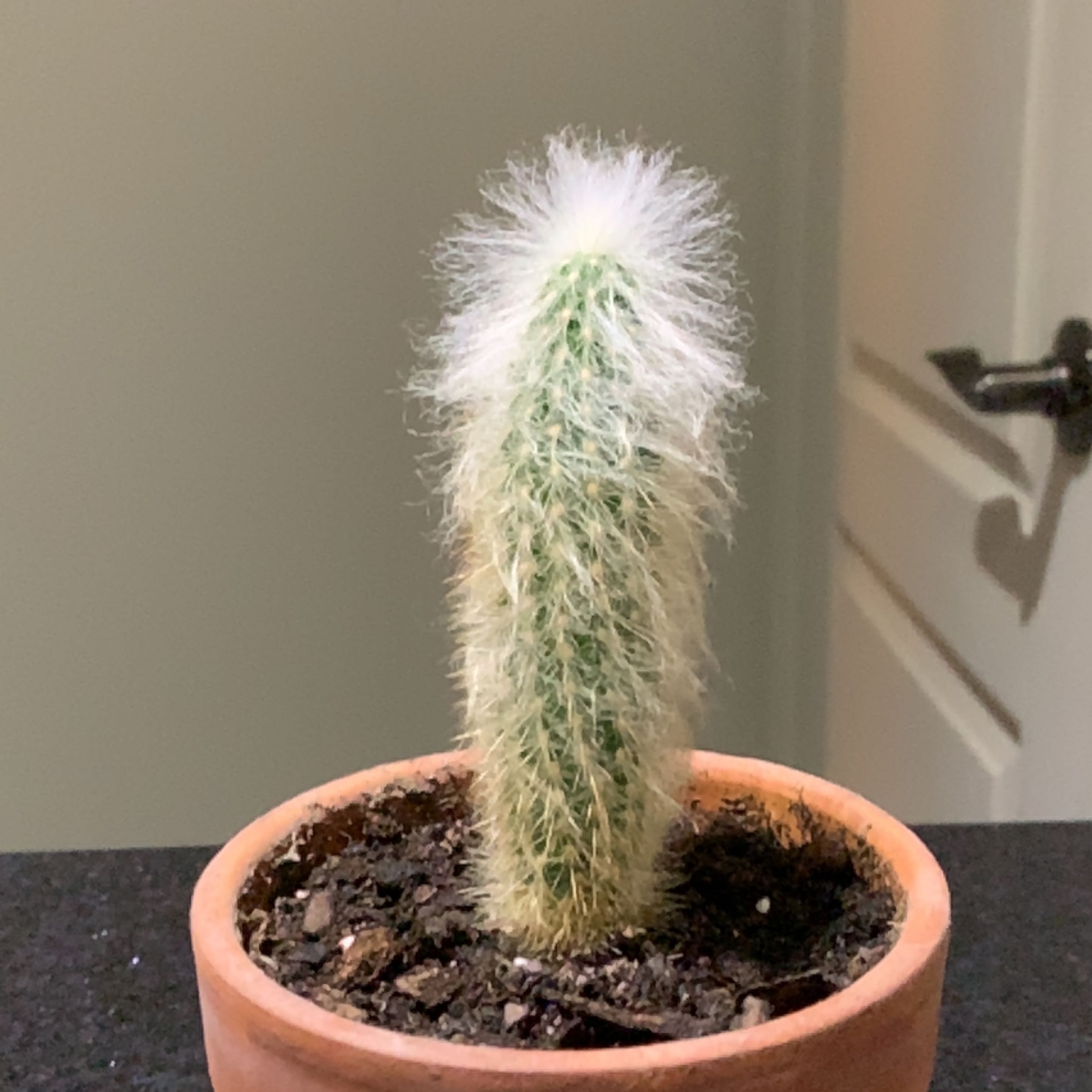Photo of the plant species Old Man Cactus by @JauntyGreenash named Prince on Greg, the plant care app