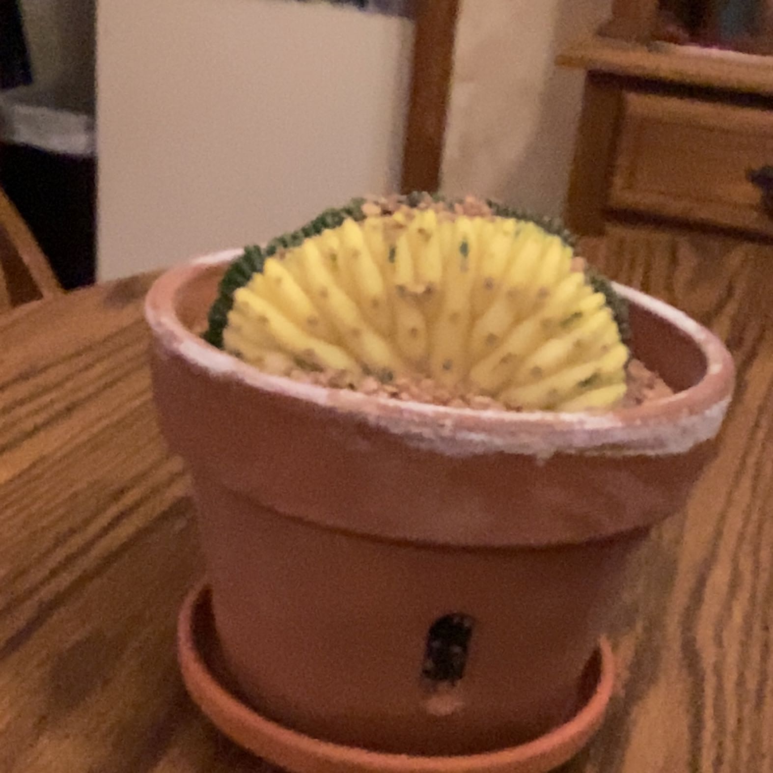 Photo of the plant species Variegated San Pedro Cactus by @Wolt70 named Luna on Greg, the plant care app