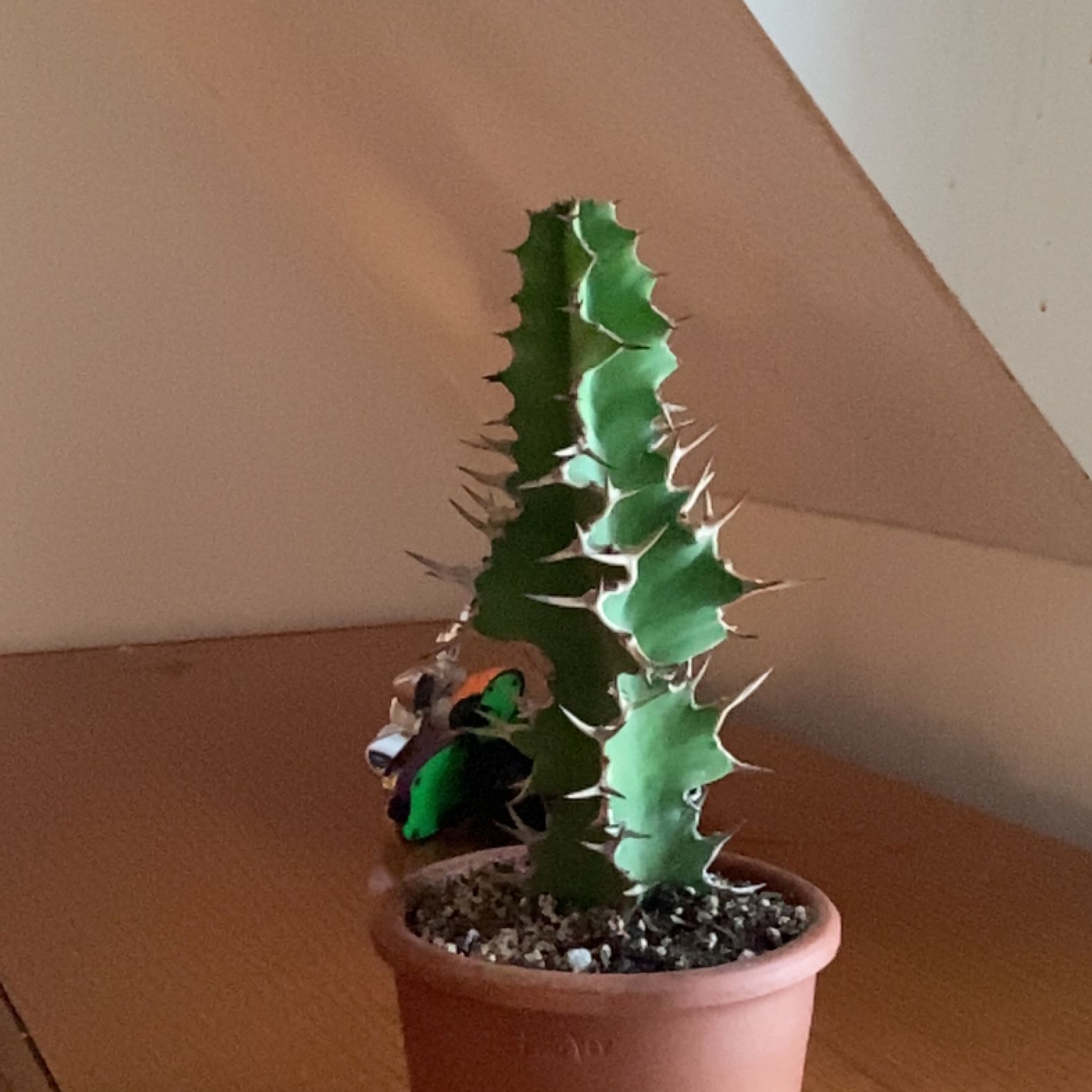Photo of the plant species Euphorbia 'Zig Zag' by @Wolt70 named Pokémon on Greg, the plant care app