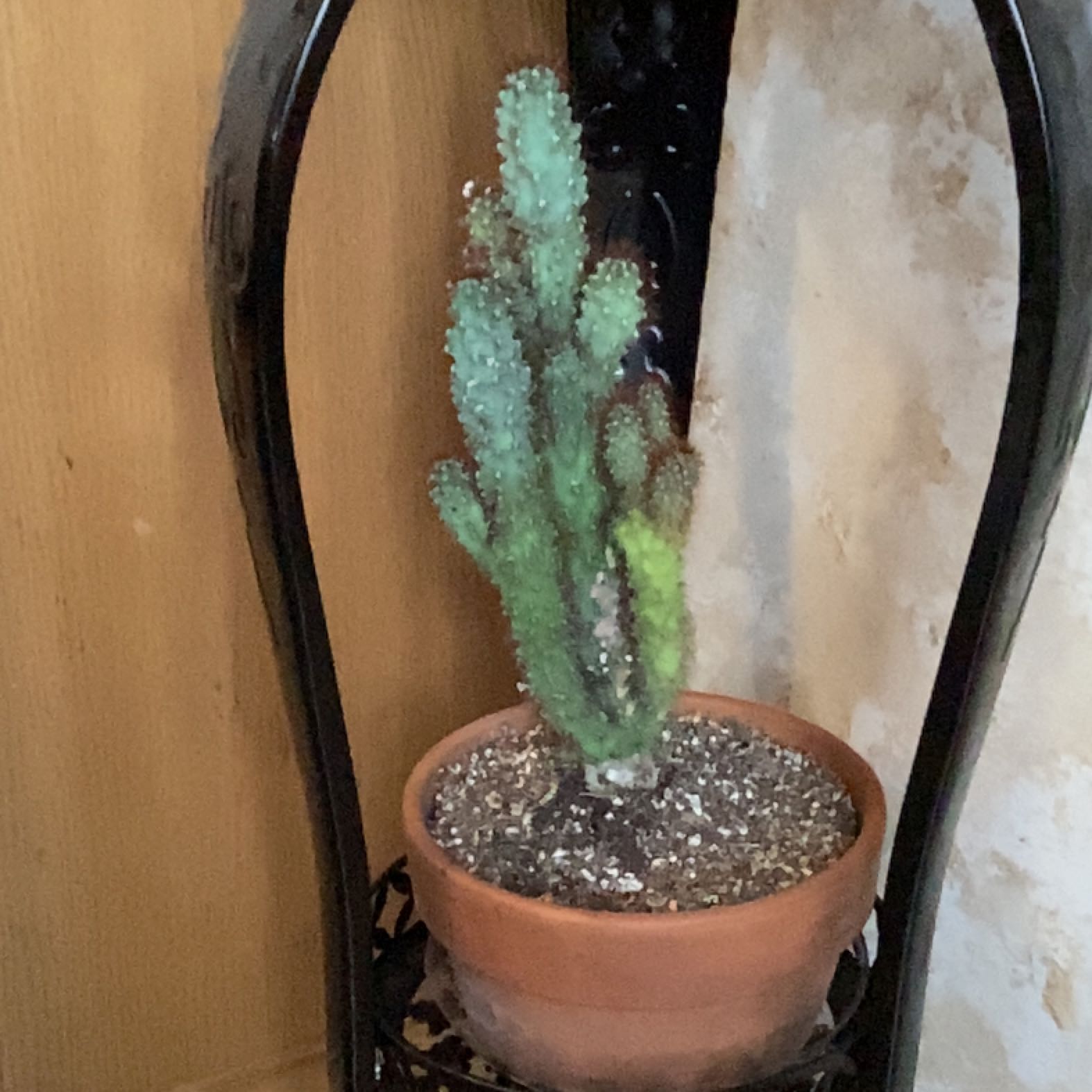 Photo of the plant species Cereus peruvianus 'Paolina' by @Wolt70 named Rusty on Greg, the plant care app