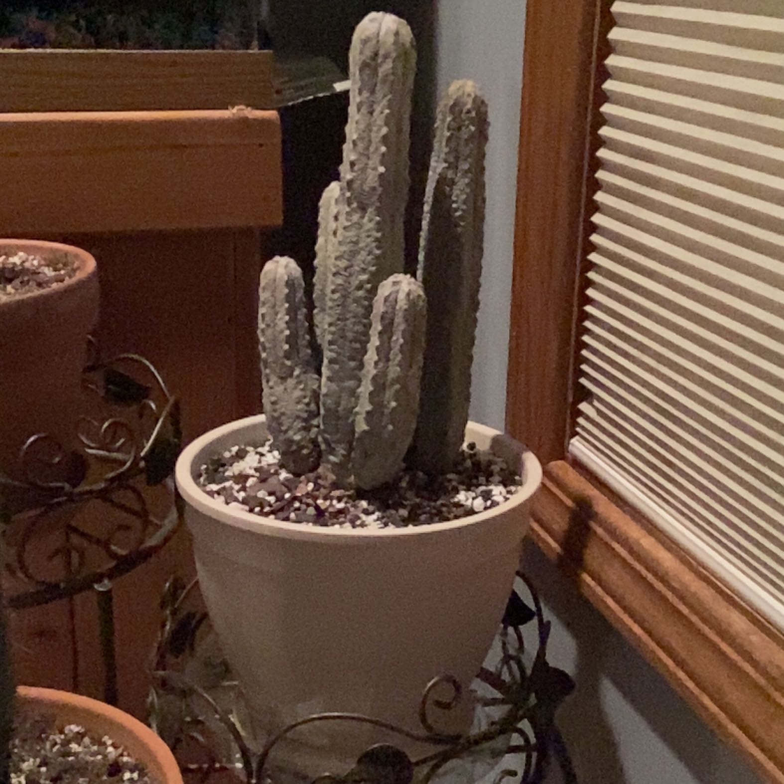 Photo of the plant species Balfour Fil Euphorbia by @Wolt70 named Lola on Greg, the plant care app
