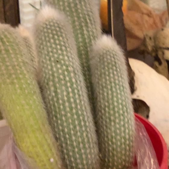 Photo of the plant species Silver Torch Cactus by @CerebralMaypop named Elina on Greg, the plant care app