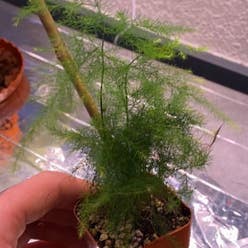 Asparagus Fern plant