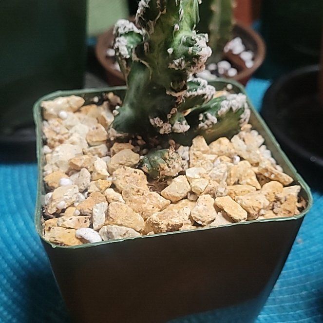Photo of the plant species Monvillea spegazzinii f. cristata by @LightPepino named Metzi on Greg, the plant care app