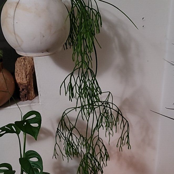Photo of the plant species Jungle Cactus by @LightPepino named Wall-E on Greg, the plant care app