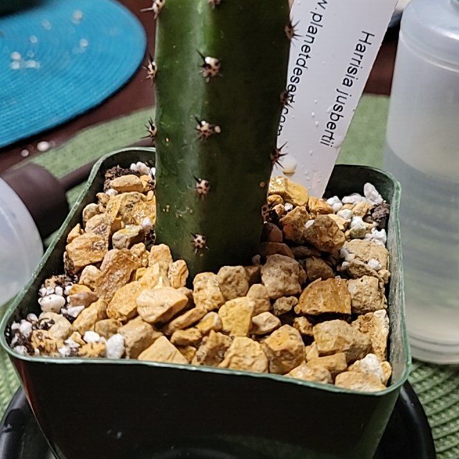 Photo of the plant species Harrisia jusbertii by @LightPepino named Gomez on Greg, the plant care app