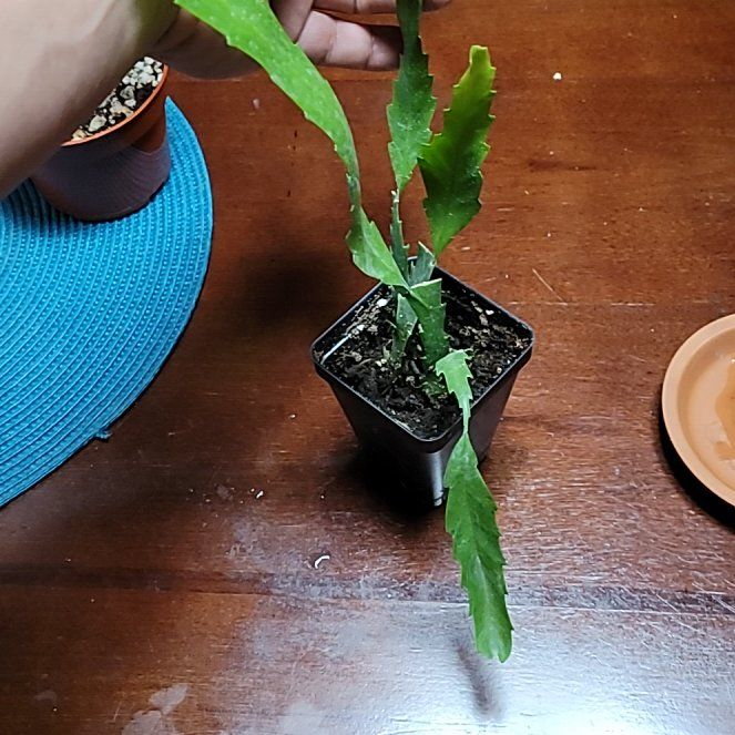 Photo of the plant species Snowdrop Cactus by @LightPepino named Hacksaw weed on Greg, the plant care app