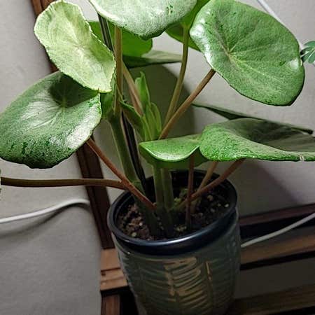 Photo of the plant species Begonia goldindiana by @LightPepino named Inti on Greg, the plant care app
