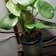 Calculate water needs of Begonia goldindiana