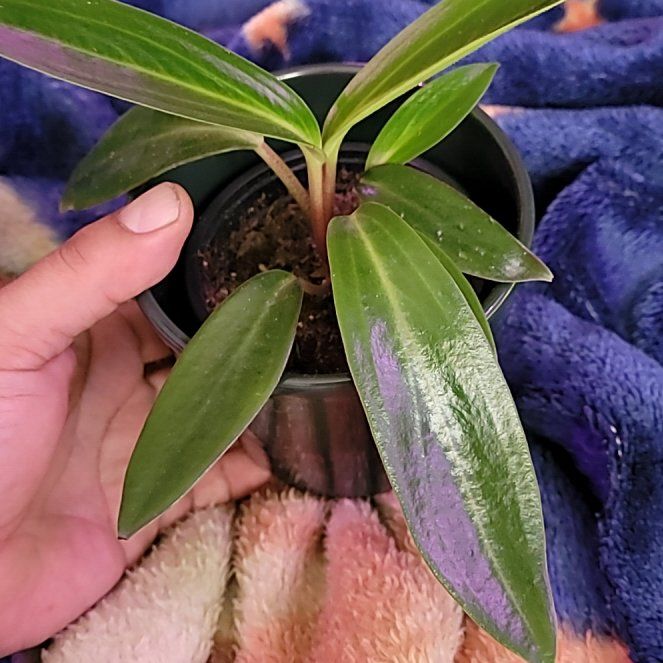 Photo of the plant species Peperomia elongata by @LightPepino named Long on Greg, the plant care app