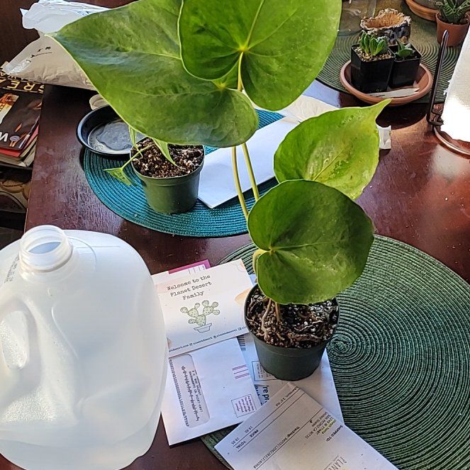 Photo of the plant species Anthurium 'Oaxaca' by @LightPepino named Molero on Greg, the plant care app