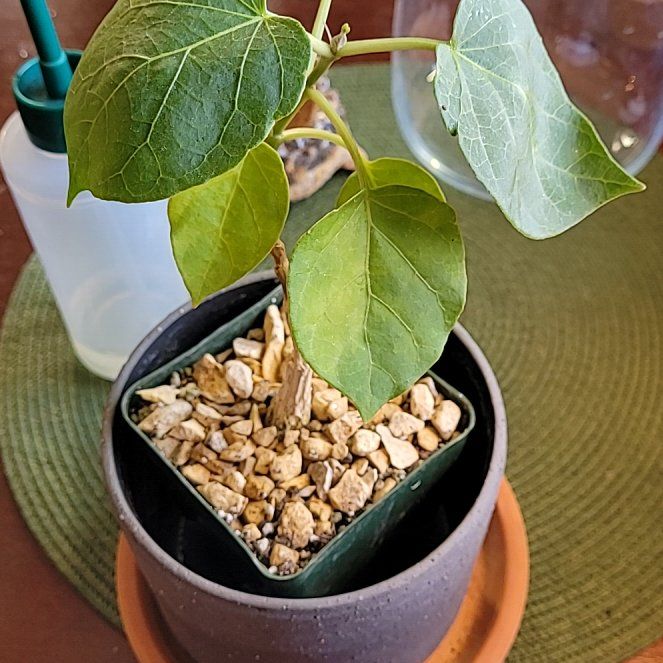 Photo of the plant species Gonolobus by @LightPepino named Aristotle on Greg, the plant care app