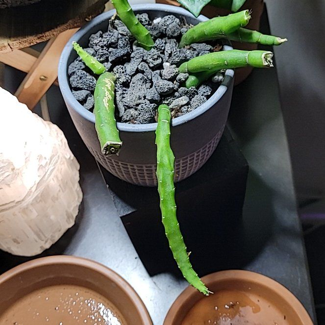 Photo of the plant species Monstrous Sausage Cactus by @LightPepino named Surya on Greg, the plant care app