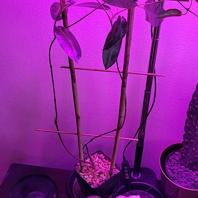 Photo of the plant species Petopentia Natalensis by @LightPepino named Ionlanthe on Greg, the plant care app