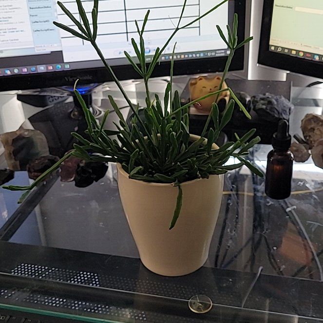 Photo of the plant species Mistletoe Cactus by @LightPepino named Nithin on Greg, the plant care app