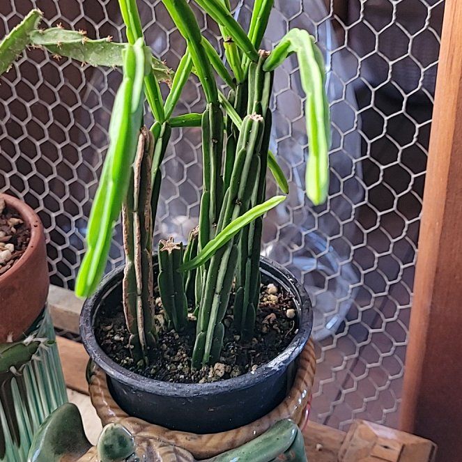 Photo of the plant species Rhipsalis pentaptera by @LightPepino named Forrest on Greg, the plant care app