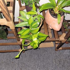 varigated Vanilla Orchid plant