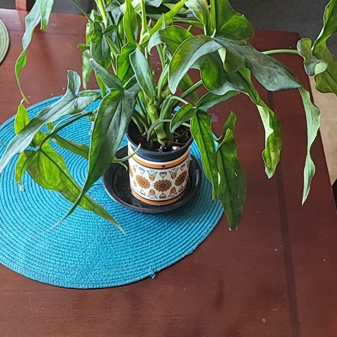 Photo of the plant species Syngonium Green by @LightPepino named Sonora on Greg, the plant care app