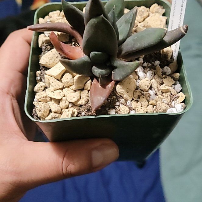 Photo of the plant species Monstrose Black Gasteria by @LightPepino named Pugsley on Greg, the plant care app