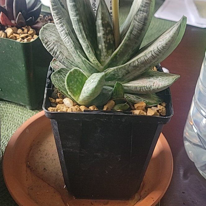 Photo of the plant species Sakura Fuji Gasteraloe by @LightPepino named Star on Greg, the plant care app