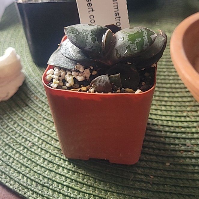 Photo of the plant species Flat-leaf Gasteria by @LightPepino named Winston on Greg, the plant care app